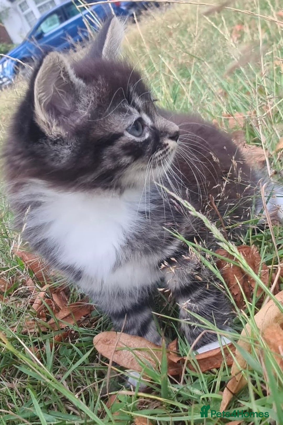 Siamese cats for sale: STUNNING FLUFFY LYNXPOINT CROSS KITTENS - Image 7