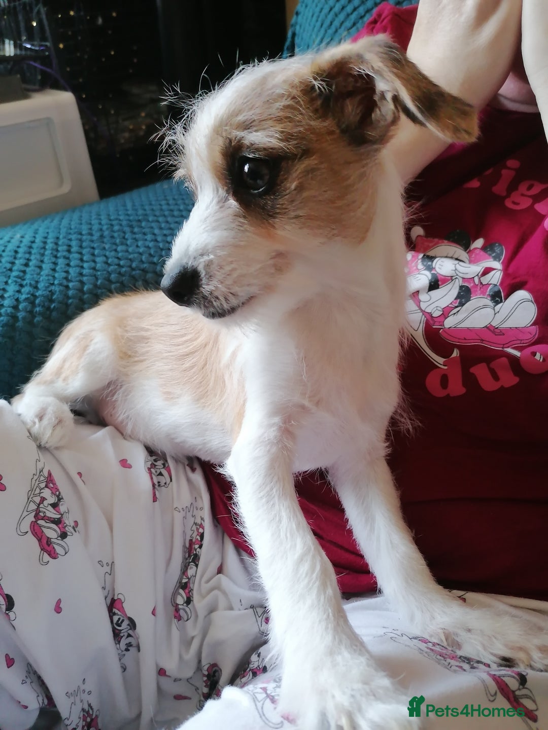 Mixed Breed dogs for sale: Boy puppies  - Image 7