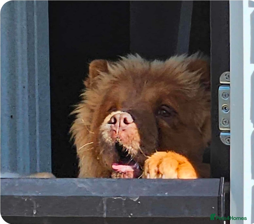 Chow Chow dogs for sale: 1 yr (almost) Female chow - Trained - Image 4