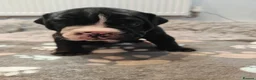 Mixed Breed dogs for sale: Olde English Bulldogg/ Alapaha bulldogg puppies  in Blackburn - Advert 16