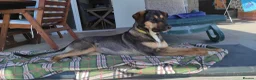 Mixed Breed dogs for adoption: ATHENA Sweet, Soft & Slightly Bouncy Golden Girl  in Banstead - Advert 8