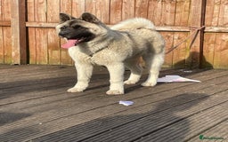 Akita dogs for sale: AMERICAN AKITA FEMALE FOR SALE - Advert 1