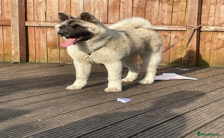 Akita dogs AMERICAN AKITA FEMALE FOR SALE - Advert 11