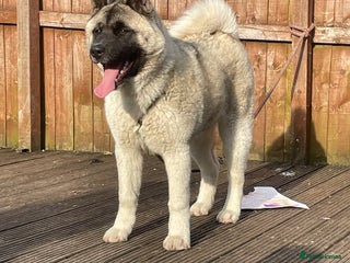 Akita dogs AMERICAN AKITA FEMALE FOR SALE - Advert 1