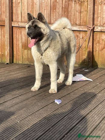 Akita dogs AMERICAN AKITA FEMALE FOR SALE - Advert 1