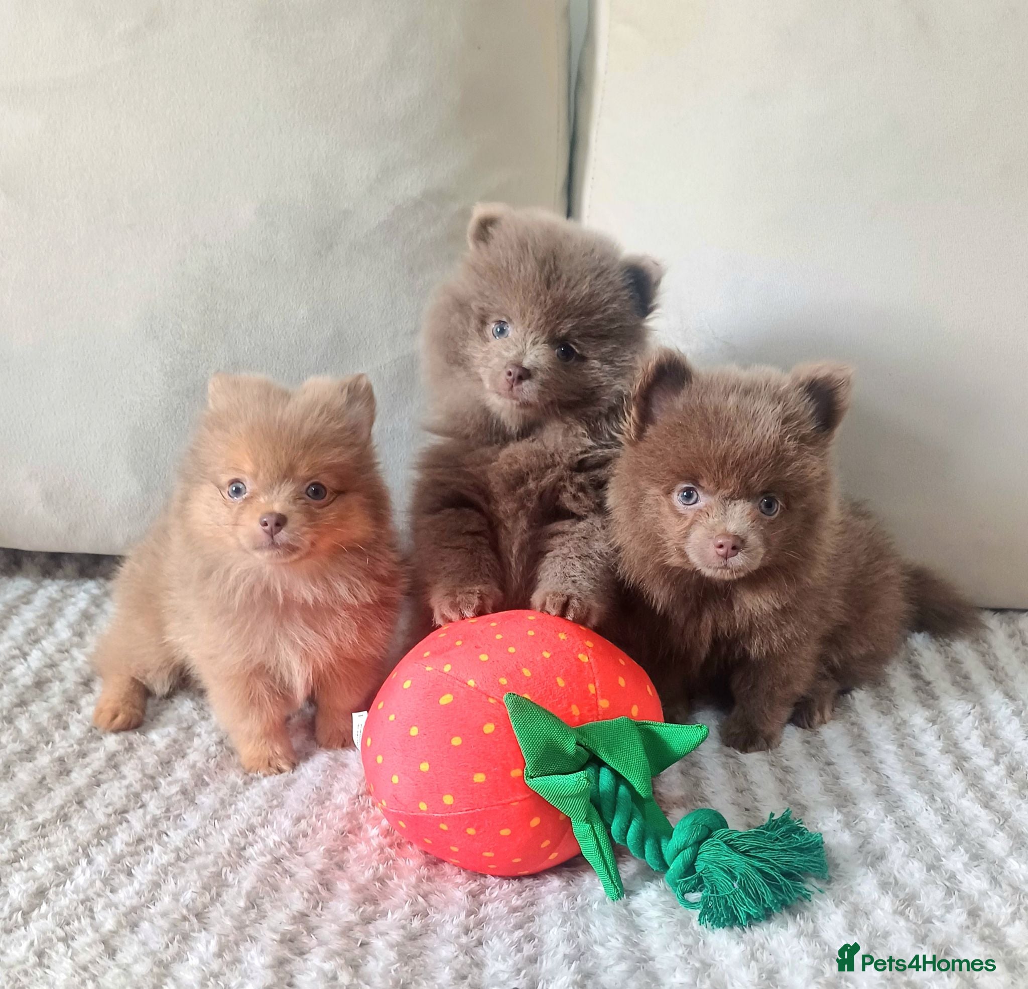 Pomeranian dogs Amazing Tiny lilac pomeranian girls  - Advert 1