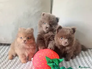 Pomeranian dogs Amazing Tiny lilac pomeranian girls - Advert 4