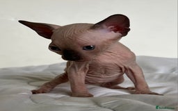 Sphynx cats for sale: Baby sphynx ready for reservation  - Image 3