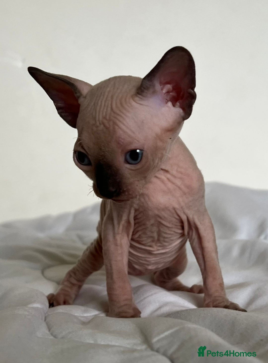 Sphynx cats for sale: Baby sphynx ready for reservation  - Image 3