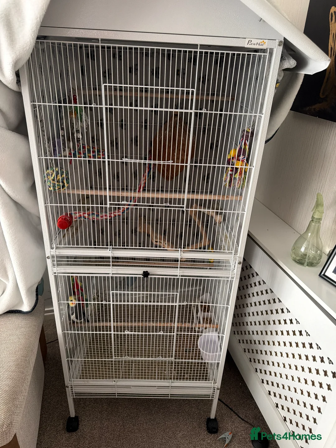 Cockatiels birds for sale: Male Cockatiel Needs Good Home in Grays - Advert 2