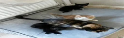 Mixed Breed cats for sale: 3 beautiful kittens  - Advert 2