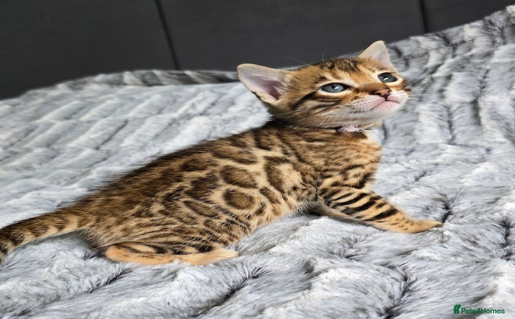 Bengal cats - Advert 4