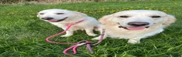 Golden Retriever dogs for stud: Golden retriever stud dog available  - Advert 10
