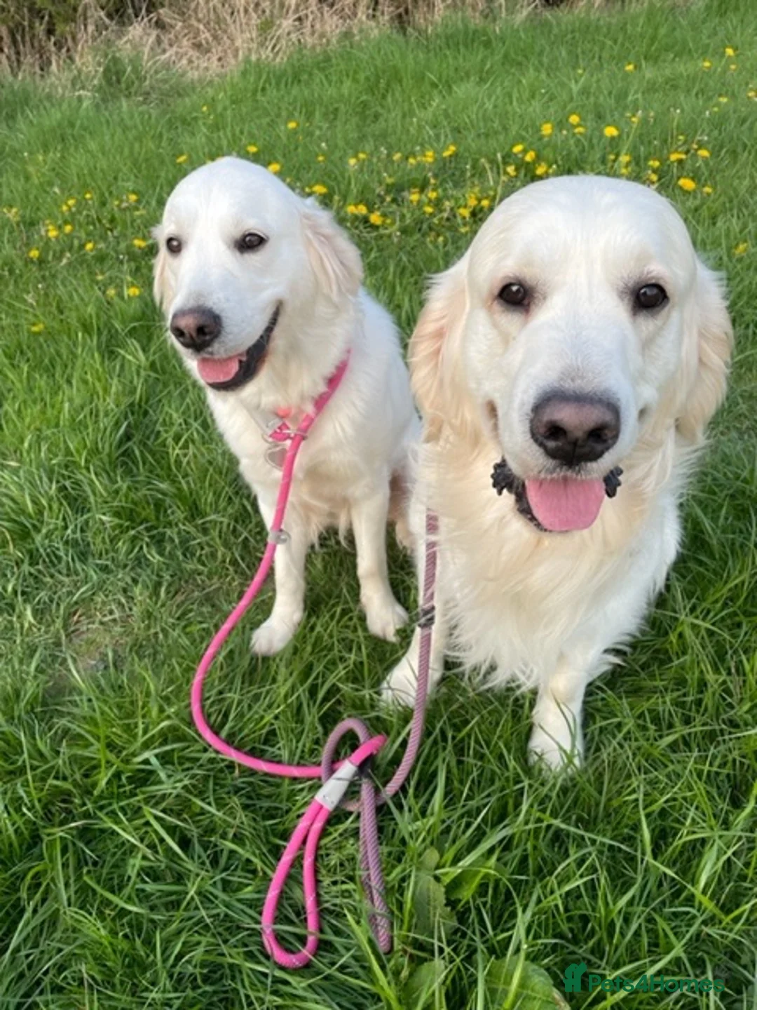 Golden Retriever dogs for stud: Golden retriever stud dog available  - Advert 10