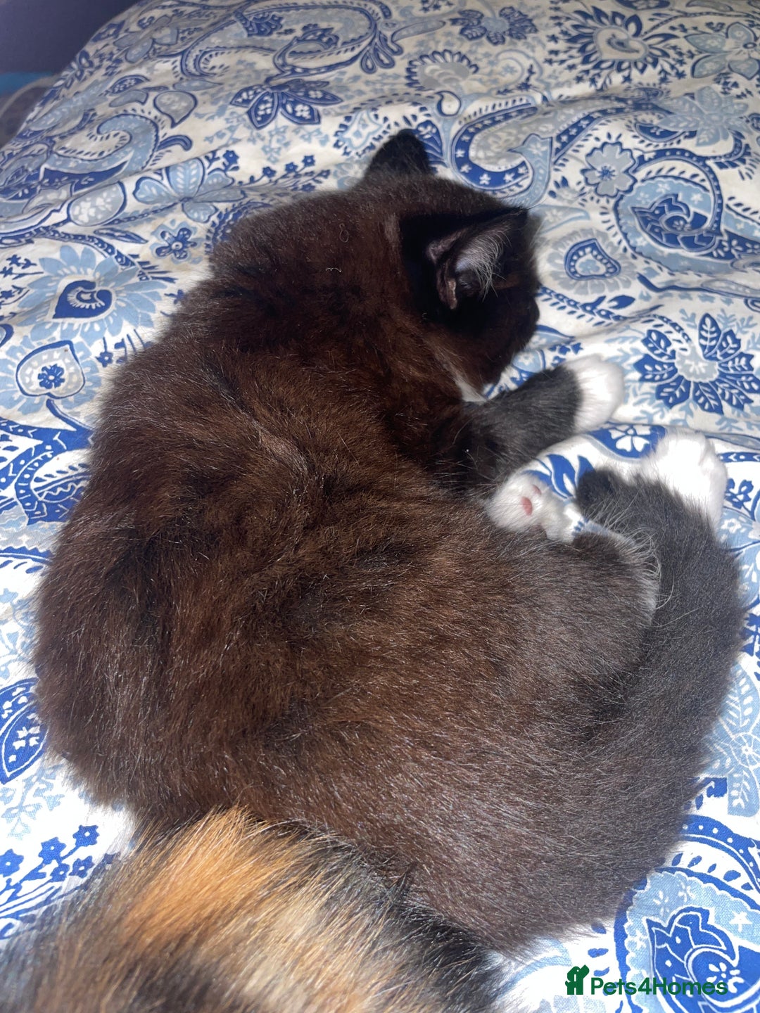 Domestic Shorthair cats for sale: 4 medium/longhair kittens,3 tuxedo 1 tortoiseshell - Advert 5