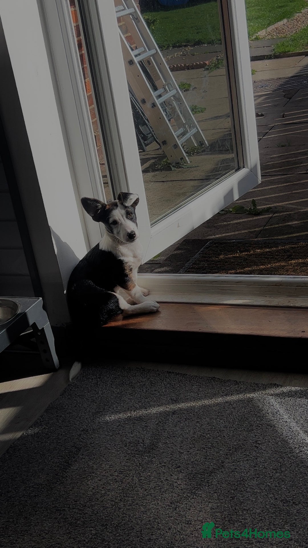 Mixed Breed dogs for sale: Jack Russel x border collie  - Image 4