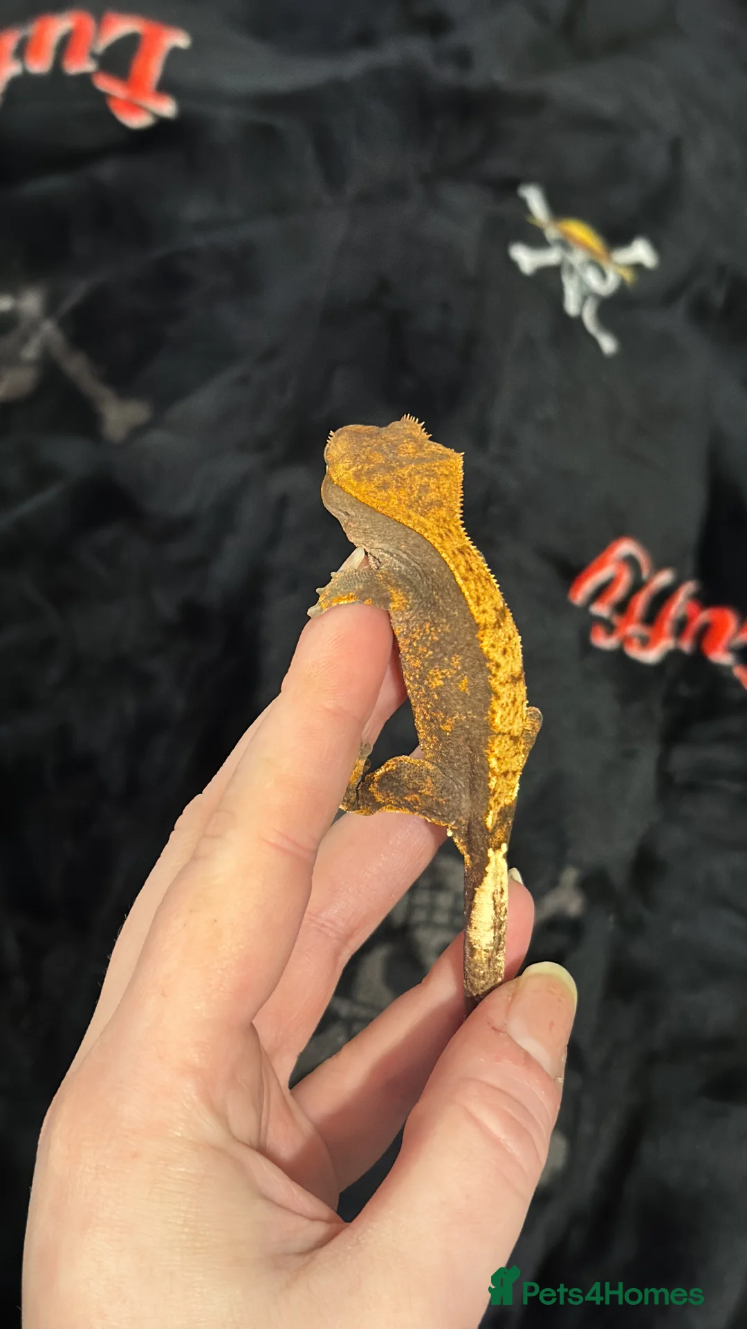 Gecko reptiles for sale: Crested Gecko (still available) - Advert 5