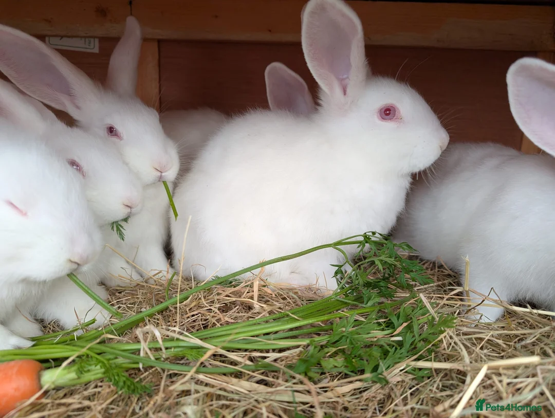 New Zealand rabbits for sale: New Zealand White kits pure - Advert 4