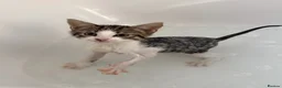 Mixed Breed cats for sale: Tabby kitten  - Advert 23