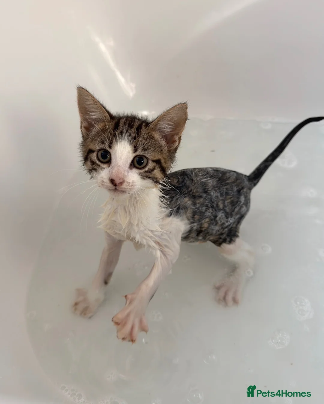 Mixed Breed cats for sale: Tabby kitten  - Advert 23