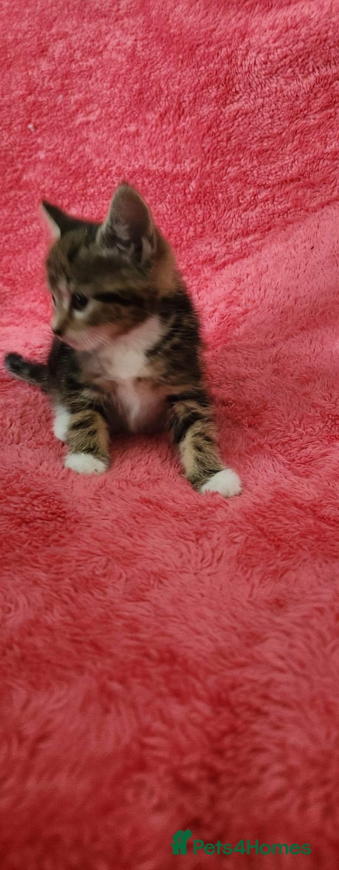 European cats for sale: Kitten  - Image 3