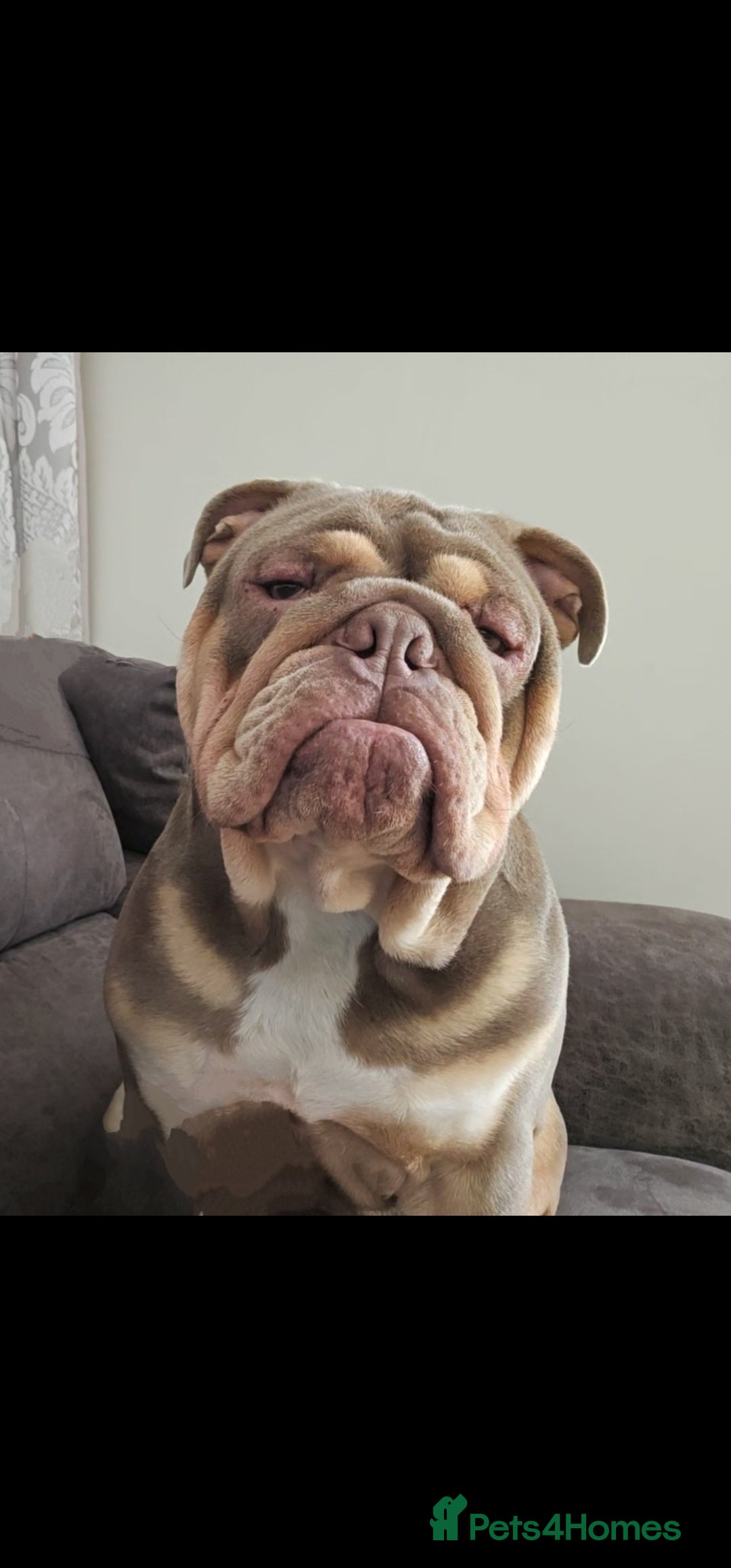English Bulldog dogs for stud: Stud ready  - Image 4