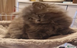 British Longhair cats for sale: Blue & Lilac Gorgeous British longhair kittens - Image 10