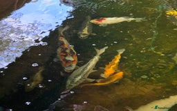 Koi Carp fish for sale: Mixed koi - Image 6