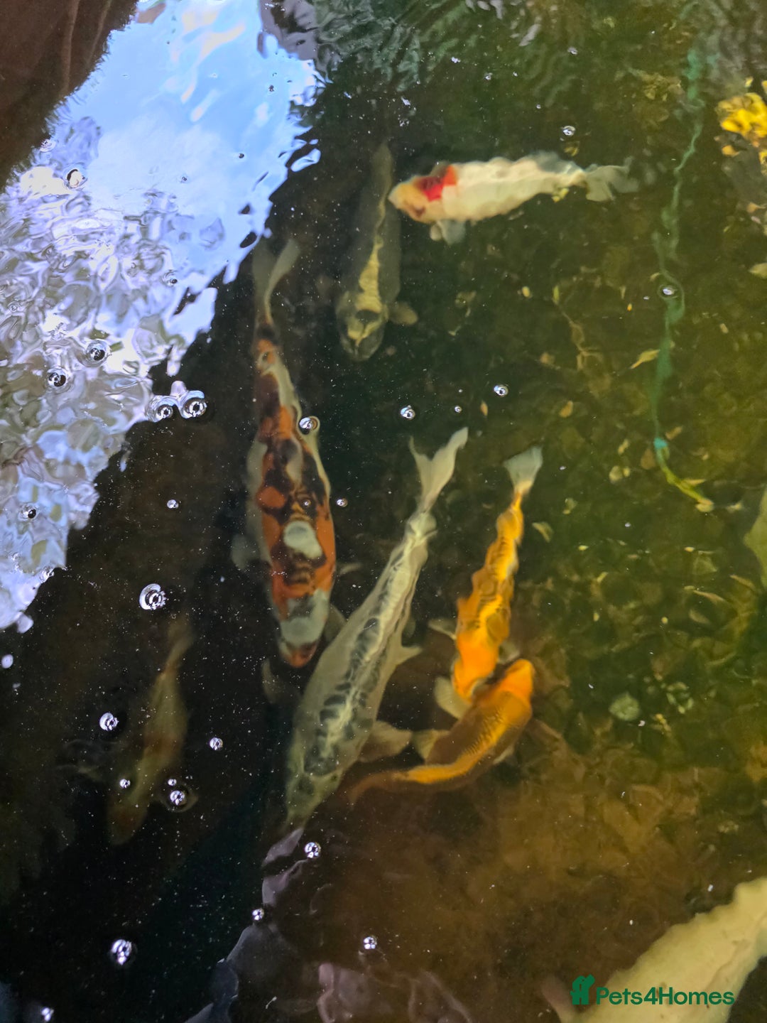 Koi Carp fish for sale: Mixed koi - Image 6