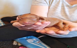 Cavapoo dogs for sale: F1 Cavapoos - HT Parents - Sep Collect - Image 16