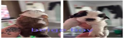 Saint Bernard dogs for sale: Baby bears - Advert 18