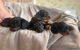 Dachshund dogs for sale: Dachshund  - Image 18