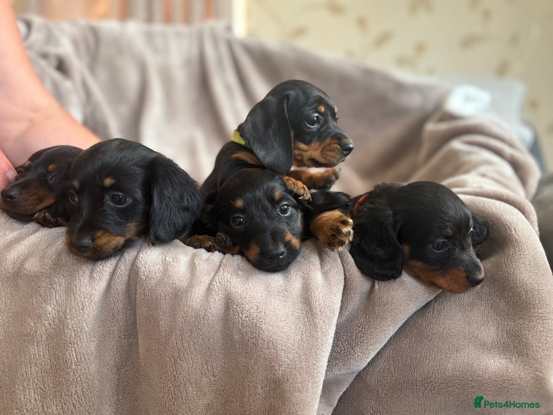 Dachshund dogs for sale: Dachshund  - Image 18