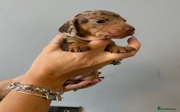 Dachshund dogs for sale: 6 little Dacshund puppies! 2 Dapples!  - Image 11