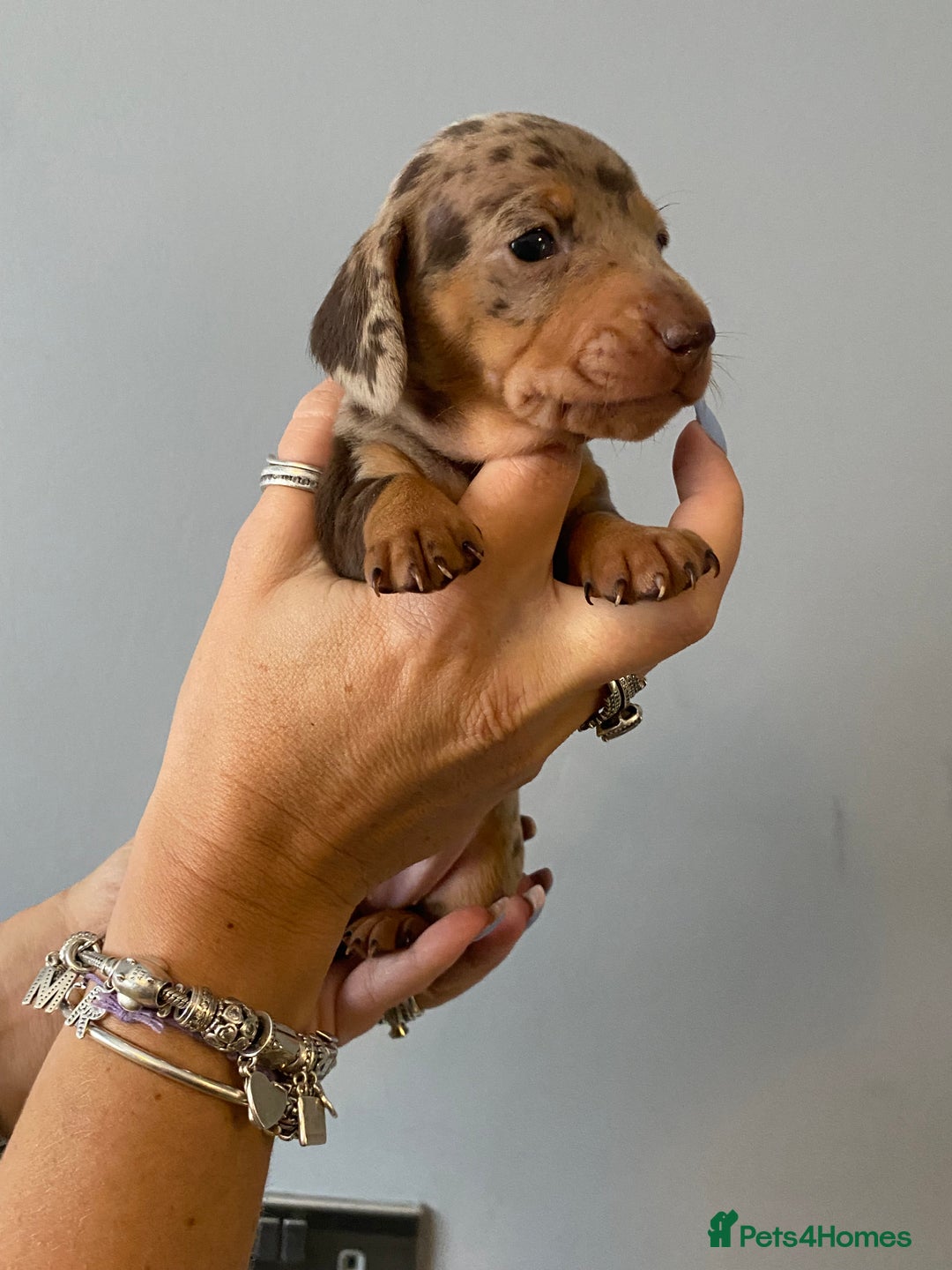 Dachshund dogs for sale: 6 little Dacshund puppies! 2 Dapples!  - Image 11
