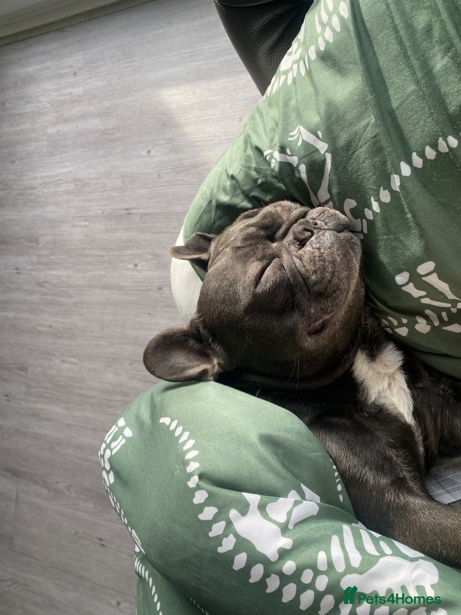 French Bulldog dogs Studd - Advert 1