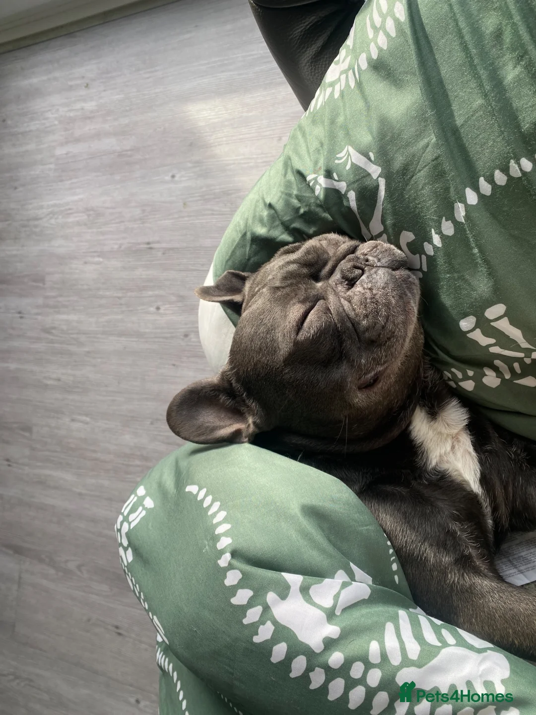 French Bulldog dogs for stud: Studd in Gravesend - Advert 1