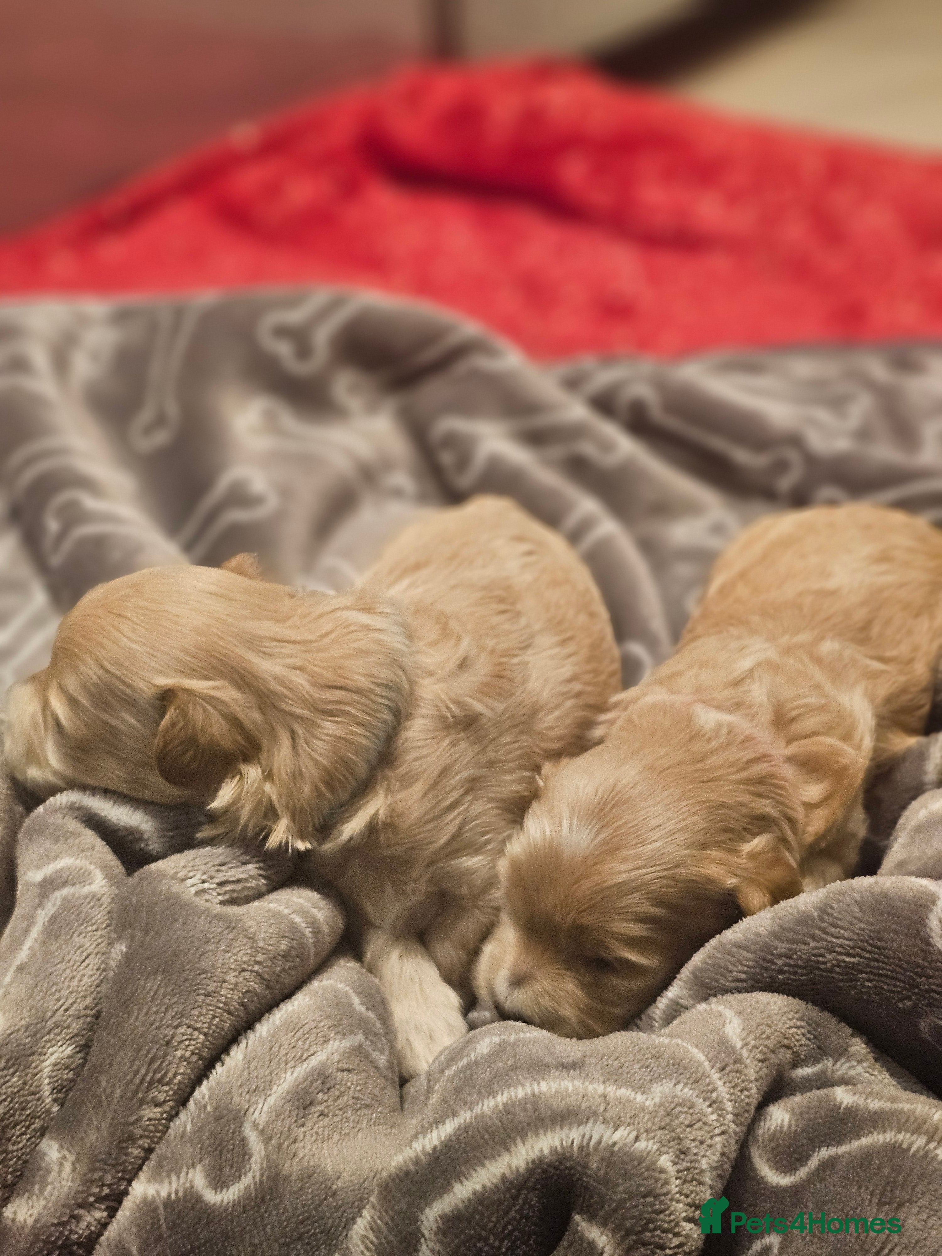 Maltipoo dogs ✨️Five star Maltipoo F1 puppies ✨️  - Advert 3