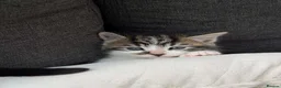 Mixed Breed cats for sale: Maine coon kittens x6 available from 8th May - Advert 10