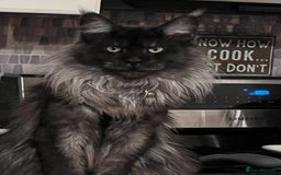 Maine Coon cats for stud: hudge boy black smoke - Image 1