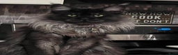 Maine Coon cats for stud: hudge boy black smoke - Advert 1