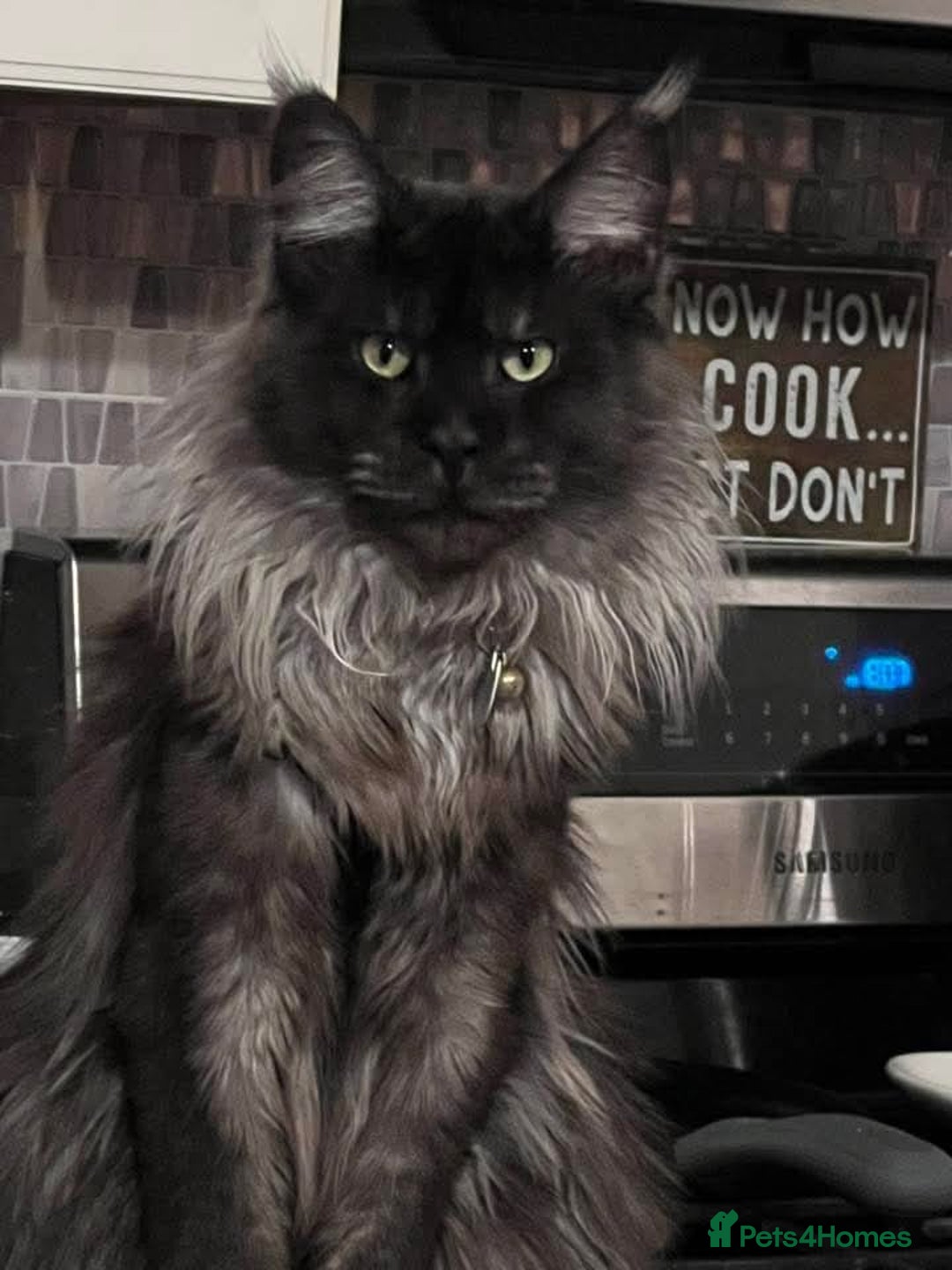 Maine Coon cats for stud: hudge boy black smoke - Image 1