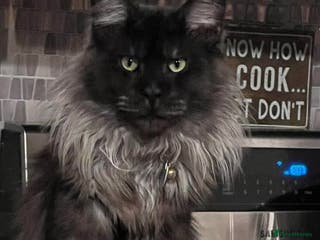 Maine Coon cats hudge boy black smoke - Advert 7