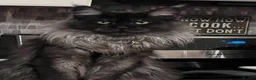 Maine Coon cats for stud: hudge boy black smoke - Advert 1