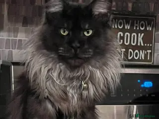 Maine Coon cats hudge boy black smoke - Advert 2