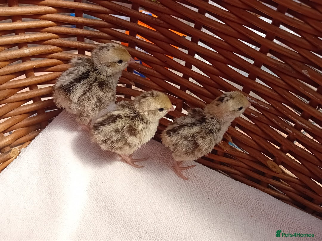 Quail poultry for sale: Snowflake Bobwhite Quail Chicks ~ Various Ages - Image 8