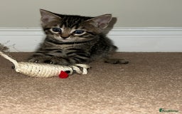 Bengal cats for sale: Beautiful Charcoal Bengal Female Kittens 🐾  - Image 9