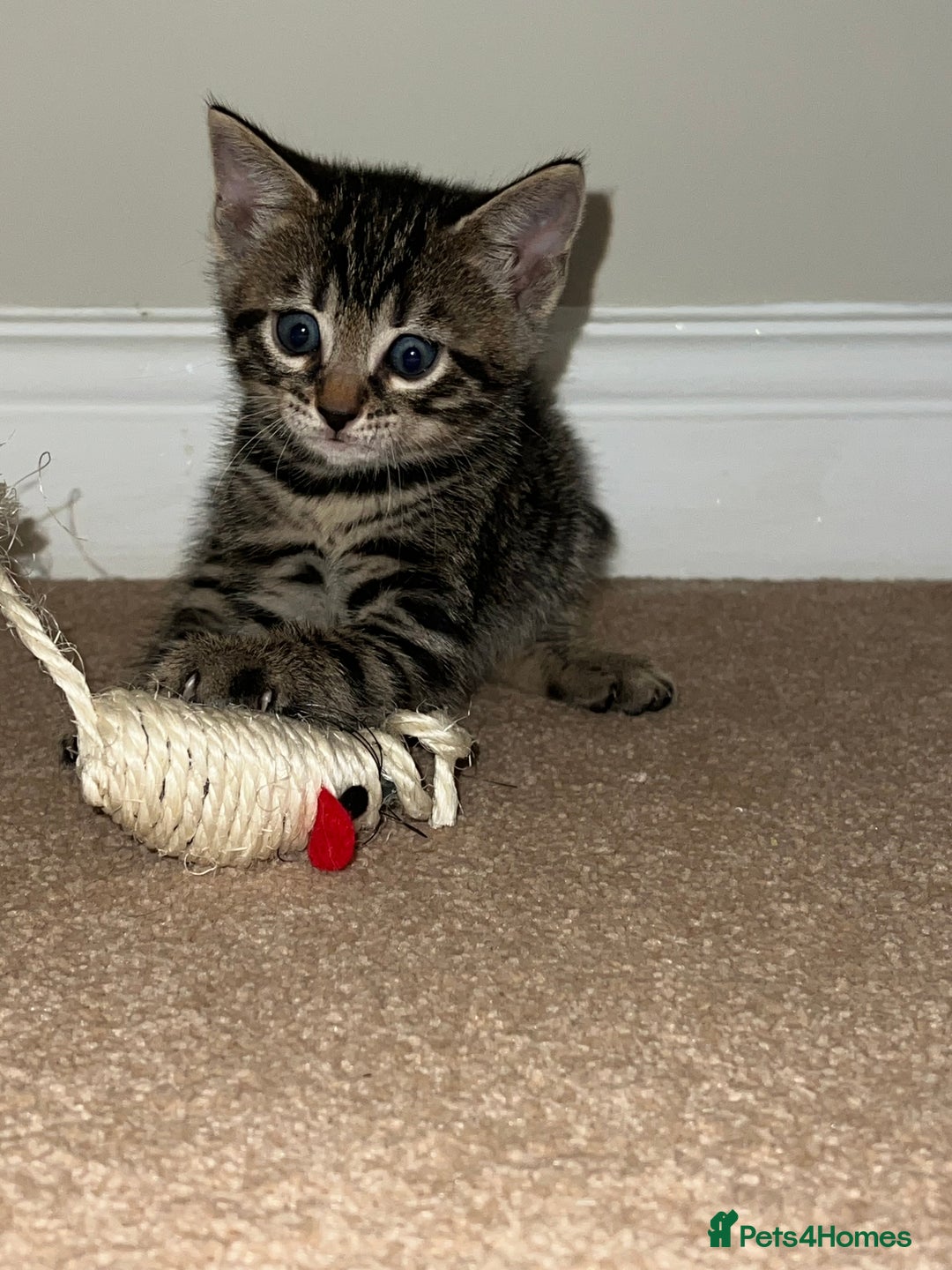Bengal cats for sale: Beautiful Charcoal Bengal Female Kittens 🐾  - Image 9