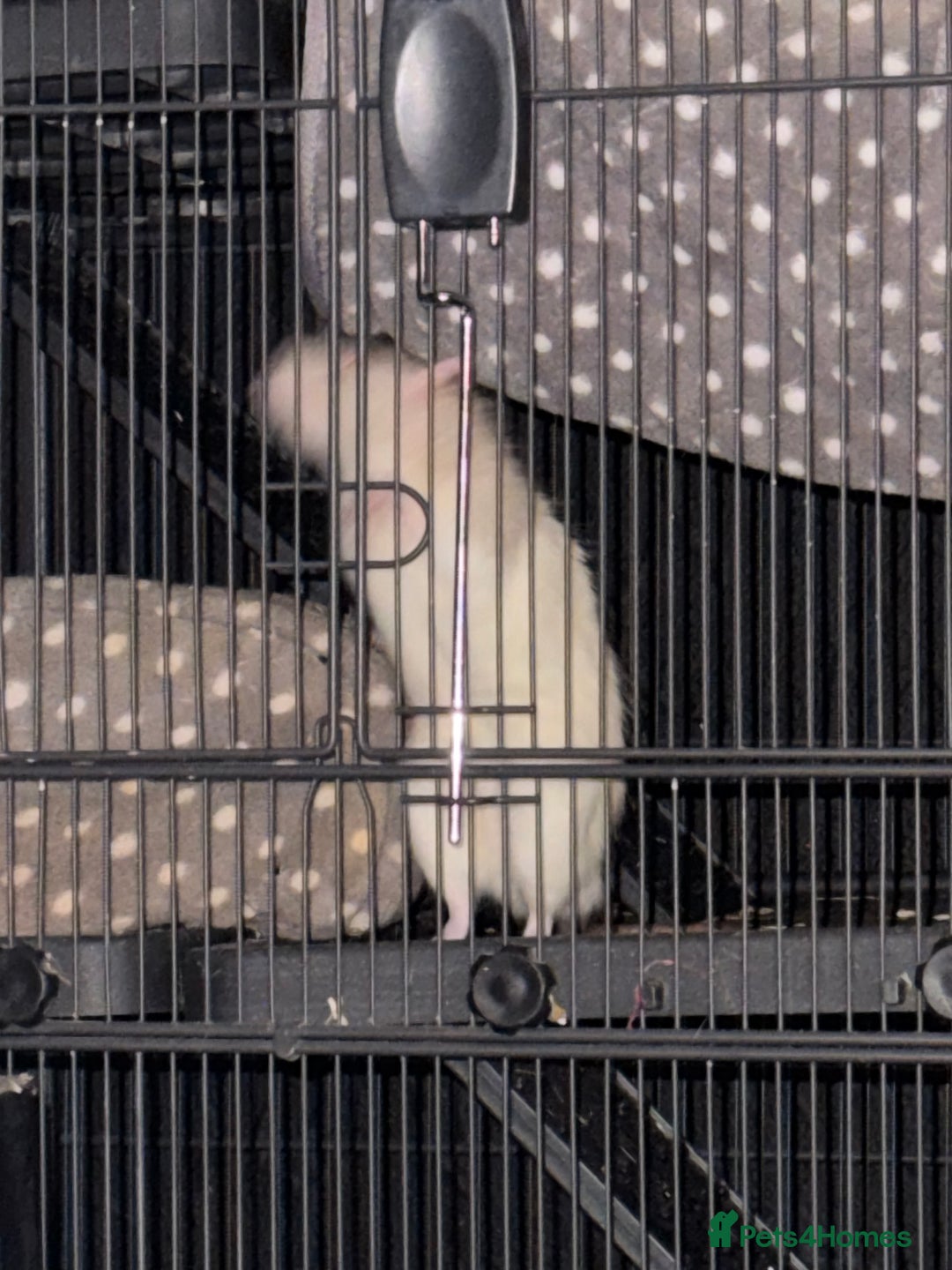 Rat rodents for sale: Rats for sale - Image 5