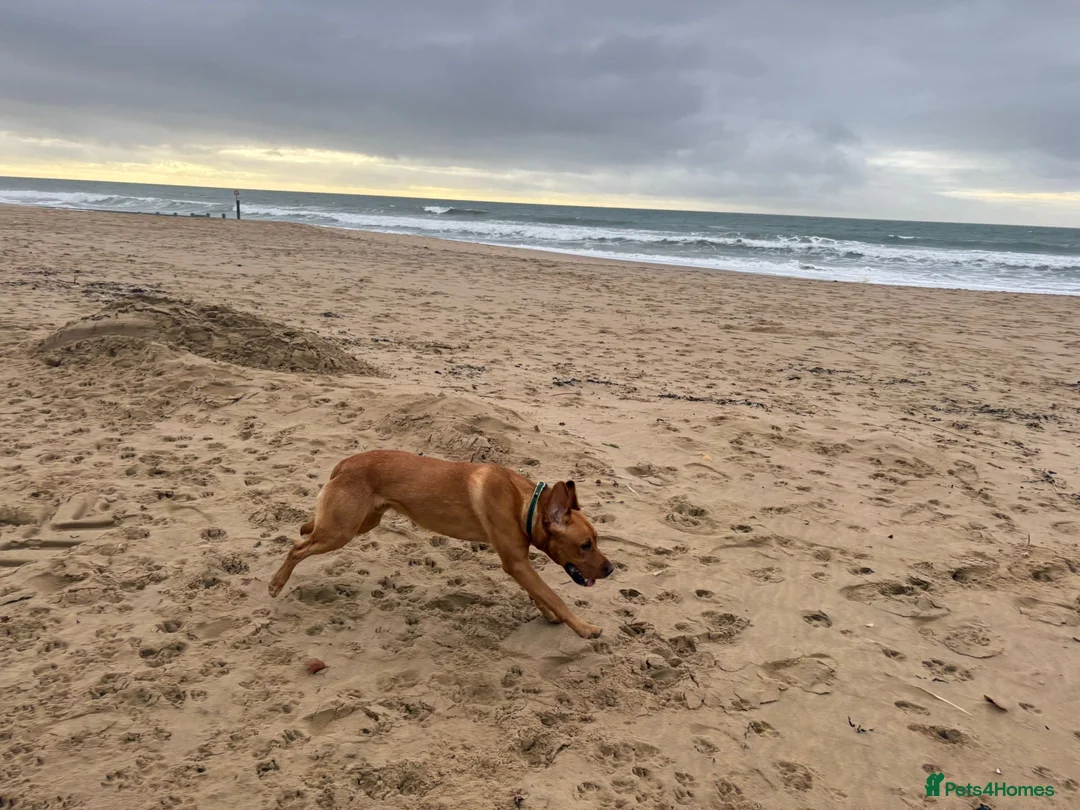 Labrador Retriever dogs for stud: Rocky Dog  in Bournemouth - Advert 3